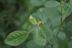 Phragmidium rosae-multiflorae