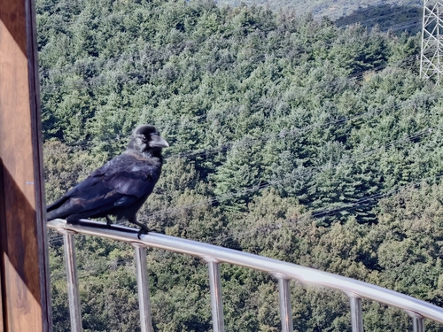 Large-billed Crow