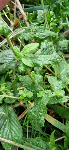 Common Fleabane