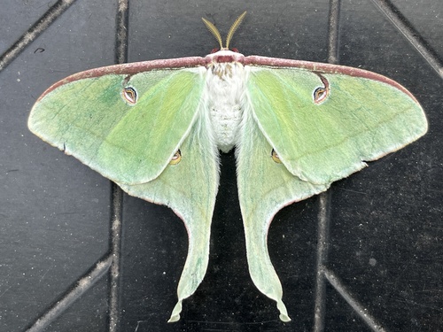 North American Luna Moth