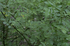 Phragmidium rosae-multiflorae