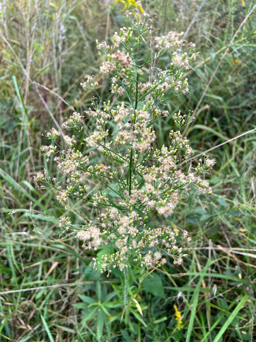 horseweed