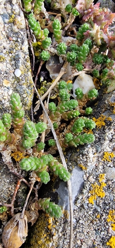 Biting Stonecrop