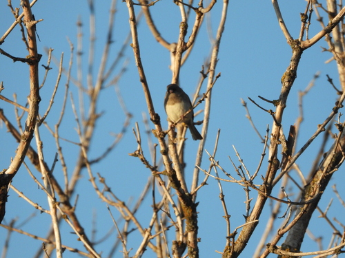 Dark-eyed Junco
