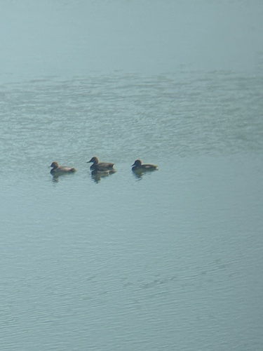 Common Pochard