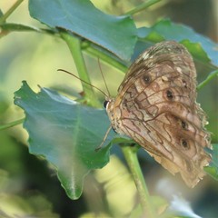 Paralethe dendrophilus