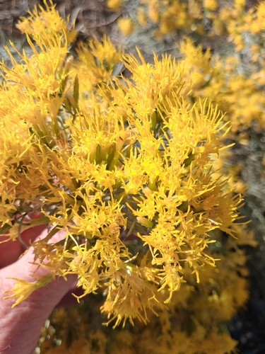 Rubber Rabbitbrush