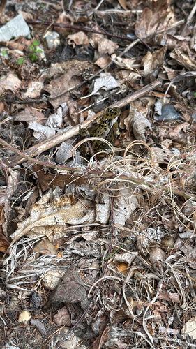 European Common Frog