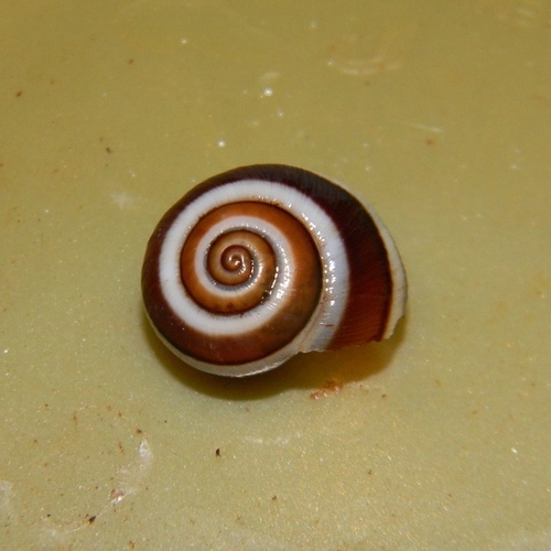 Strobilus observed 2025-01-24
