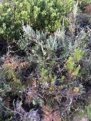 Rhynchosia leucoscias