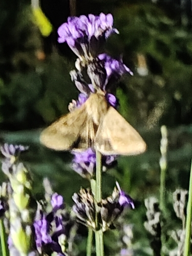 Cotton Bollworm Moth