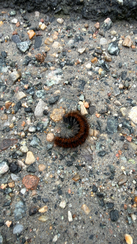 Fox Moth