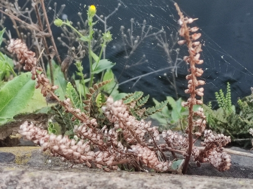 Wall Pennywort
