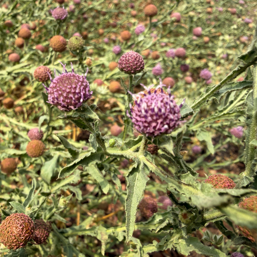 Purple Pan Weed