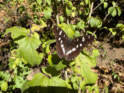Southern White Admiral