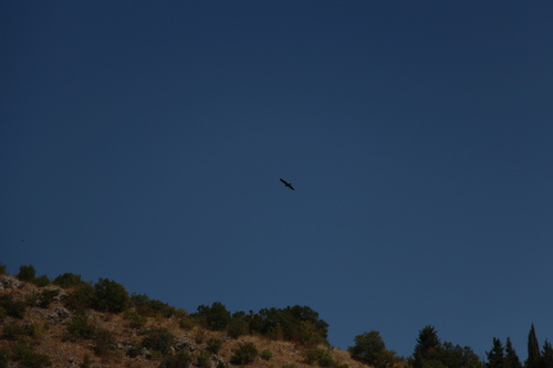 Western Marsh Harrier