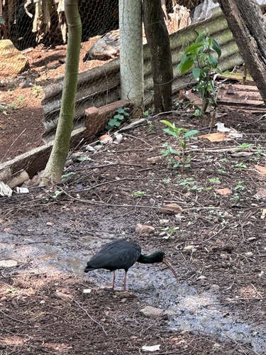 Bare-faced Ibis