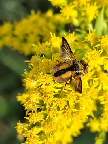 Ectophasia crassipennis