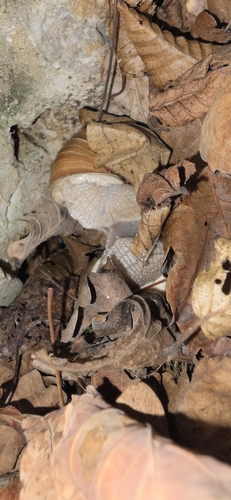 Roman Snail
