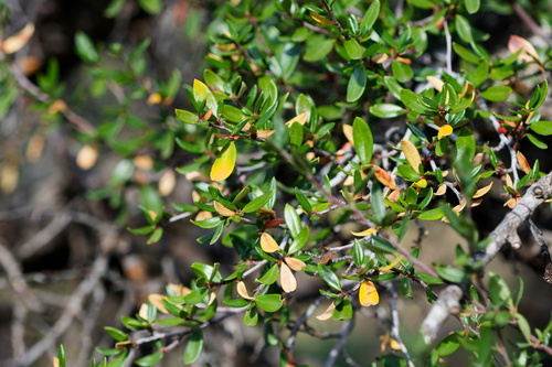 Cercocarpus ledifolius, photograph 4
