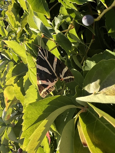 Jersey Tiger