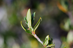 Cercocarpus ledifolius, photograph (c) Daughter Dad, some rights reserved (CC BY)