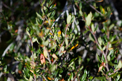 Cercocarpus ledifolius, photograph (c) Daughter Dad, some rights reserved (CC BY)
