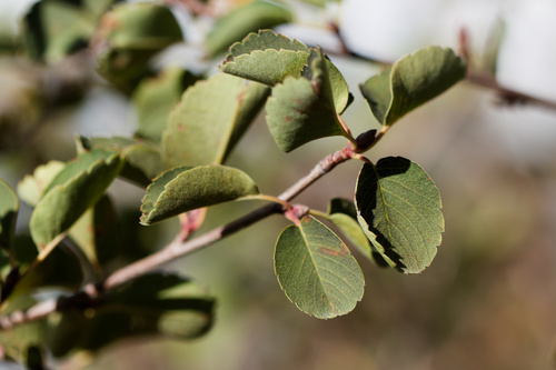 Amelanchier utahensis, photograph 1