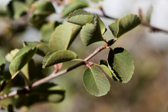 Amelanchier utahensis, photograph (c) Daughter Dad, some rights reserved (CC BY)