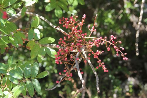 Pistacia terebinthus, photograph 3