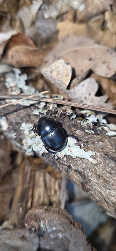 Woodland Dor Beetle