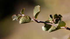 Amelanchier utahensis