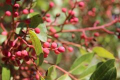 Pistacia terebinthus, photograph (c) Olivier Argagnon, some rights reserved (CC BY)