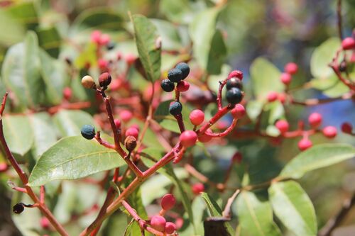 Pistacia terebinthus, photograph 4