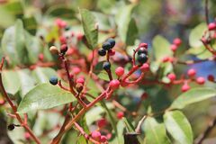 Pistacia terebinthus, photograph (c) Olivier Argagnon, some rights reserved (CC BY)