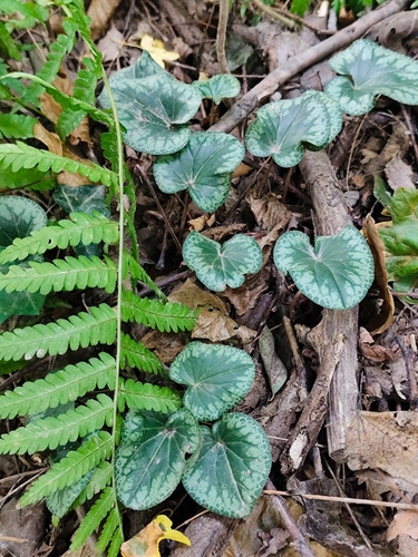 European Cyclamen