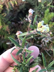 Rhynchosia leucoscias