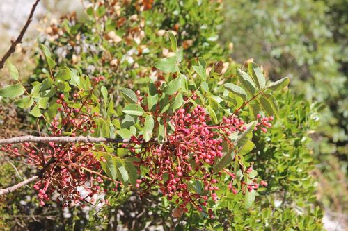 Pistacia terebinthus, photograph 5