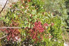 Pistacia terebinthus, photograph (c) Olivier Argagnon, some rights reserved (CC BY)