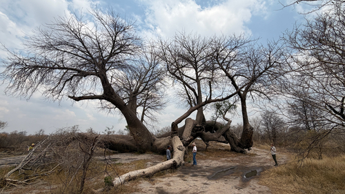 African baobab