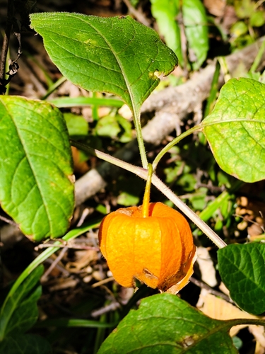 Japanese-lantern