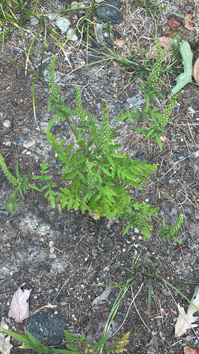 common ragweed