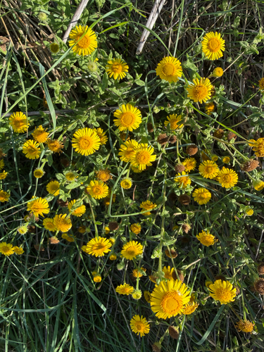 Common Fleabane