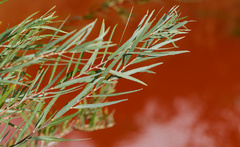 Salix exigua, photograph (c) Daughter Dad, some rights reserved (CC BY)