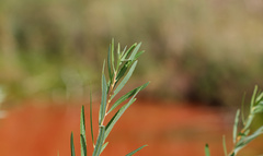 Salix exigua, photograph (c) Daughter Dad, some rights reserved (CC BY)