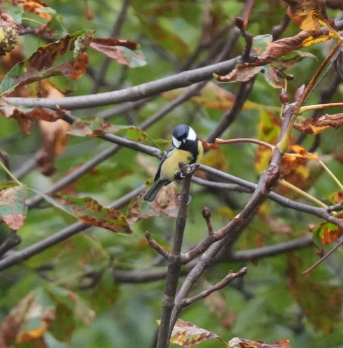 Great Tit