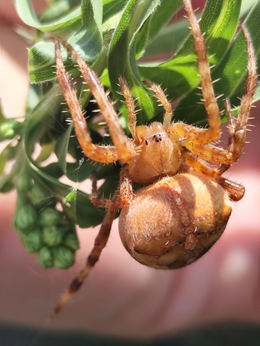 Cross Orbweaver