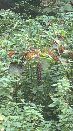 American pokeweed