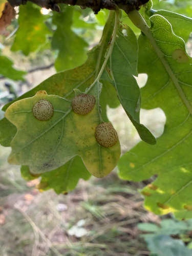 Common Spangle Gall Wasp