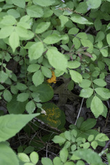 Phragmidium rosae-multiflorae